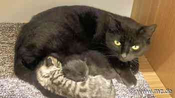 Das Leid der Vierbeiner: Tierschützer fordern mit Petition in Zeitz Kastrationspflicht für Freigängerkatzen - Mitteldeutsche Zeitung