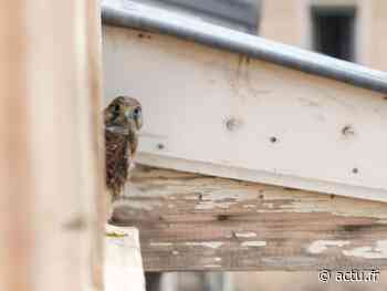 Les oiseaux de Lyon et du Rhône risquent la mort : "il faut leur filer un coup de main" - actu.fr