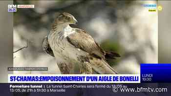 Saint-Chamas: la piste criminelle privilégiée après l'empoisonnement d'un aigle de Bonelli - BFMTV