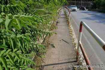 Il ponte di via Istria invaso dall'ailanto: un "Jumanji" per pedoni e ciclisti? - TraniViva