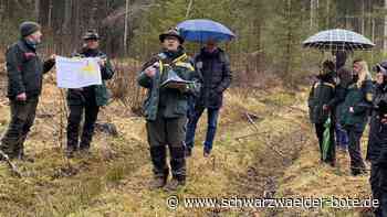 Gemeinderat Nagold - Stadt investiert massiv in Umbau des Waldes - Schwarzwälder Bote