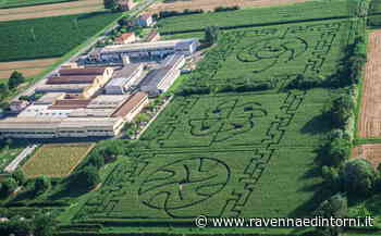 Apre il labirinto di Alfonsine: oltre 2 km di sentieri "disegnati" nel campo di mais - Ravenna e Dintorni