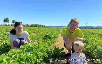 Memmingen: Auf diesem Feld werden Erdbeeren selbst gepflückt - Allgäuer Zeitung