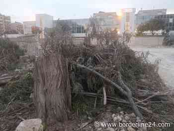 Bari, bufera sui cinque alberi tagliati a Japigia: "Ne saranno piantati 83" - Borderline24.com