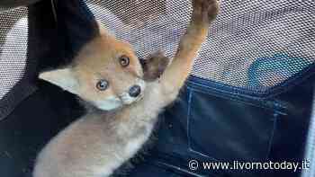 Cecina, cucciolo di volpe salvato dai volontari di Anpana. Foto - LivornoToday