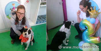 Merate: l'asilo per cani presenta il nuovo percorso dedicato ai cuccioli - Merate Online