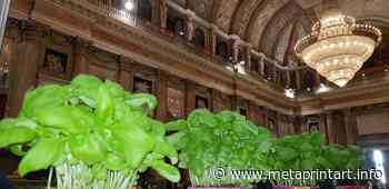 Il pesto da Pegli a Tokyo passando per Merate - MetaPrintArt