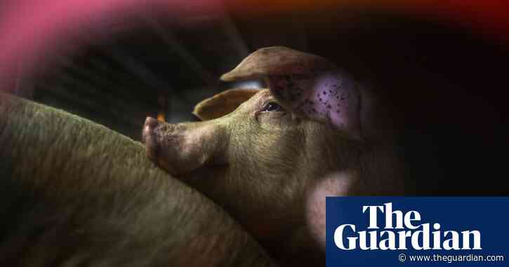 More than 20 million farm animals die on way to abattoir in US every year