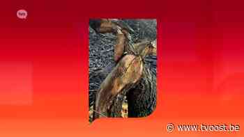 De bever is terug in Beveren - TVOOST - TV Oost