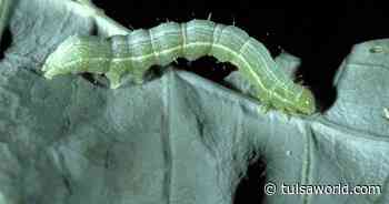 Master Gardener: Banishing pests from your garden in Earth-friendly ways - Tulsa World