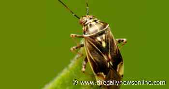 Master Gardener: Examining insects, weeds and other garden problems - The Daily News Online