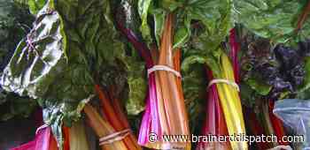 Ask the Master Gardener: Tips for harvesting rhubarb - Brainerd Dispatch