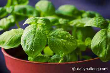 UMaine Extension plant sale May 28 benefits Master Gardener Volunteer program – Daily Bulldog - Daily Bulldog