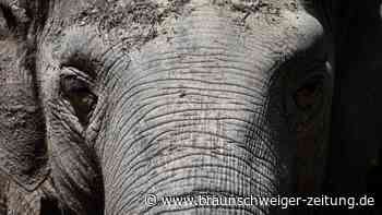 Freundin gestorben: Deutschlands ältester Elefant nun allein