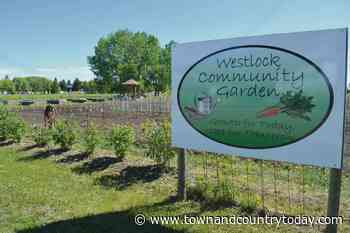 Westlock Community Garden hit by thieves - Town and Country TODAY