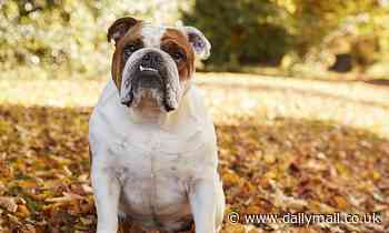 Breeding of English Bulldogs could be BANNED in the UK if their shape is not altered