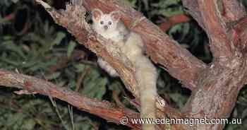 Fire-hit gliders offered new forest homes | Magnet | Eden, NSW - Eden Magnet