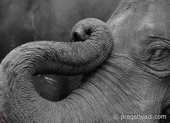 Skeleton of another elephant recovered from Athagarh forest - Pragativadi