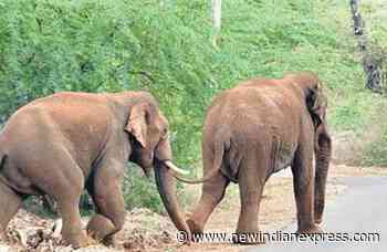 Odisha elephant tragedy: Wounded elephant dies in Athagarh forest - The New Indian Express