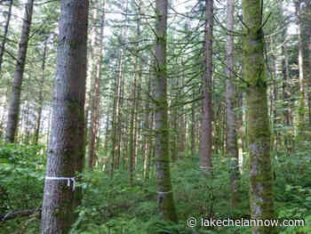 DNR Partners with USDA Forest Service on Central Washington Initiative - Lake Chelan Now