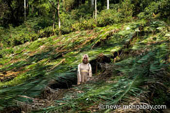 Coal mining threatens Ethiopia's ancient coffee forest - Mongabay.com