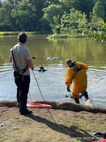 Empty car submerged in lake at Forest Hills Cemetery - Boston.com