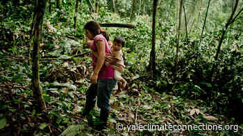 Company helps incentivize tropical forest protection in Ecuador - Yale Climate Connections