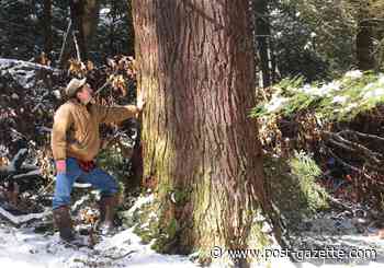 Cook Forest tapped as one of the best places to camp in U.S. - Pittsburgh Post-Gazette