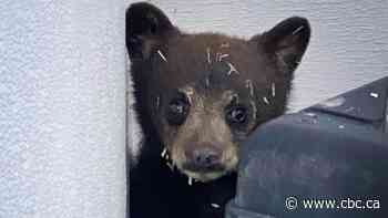 Forest fires, drought impacted number of cubs coming into Manitoba black bear rescue - CBC.ca