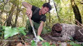 Sniffing out forest fungi - Nature.com