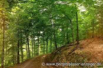 Der Exotenwald in Weinheim wird 150 Jahre alt - Region Bergstraße - Bergsträßer Anzeiger