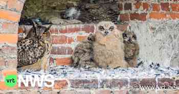 Na drama oehoefamilie in Leuven wordt duidelijk waarom de uilen zich uitgerekend in de stad vestigden - VRT NWS