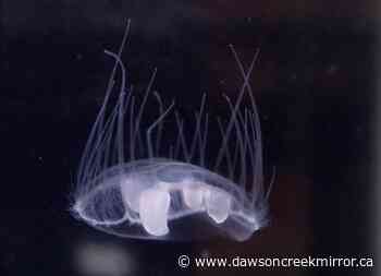 Why climate change could mean more jellyfish for BC - Dawson Creek Mirror