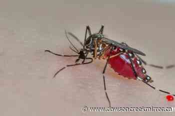 BC mosquitoes: Scientist wants residents to send them in - Dawson Creek Mirror