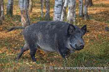 Peste Suina Africana: è arrivata in provincia di Rieti - Corriere dell'Economia