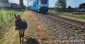 Agenten halen avontuurlijke ezel van het spoor bij Ede: 'Hij bleef zich verzetten' - De Gelderlander
