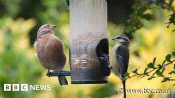 Lancashire council micro-grants to fund bug hotels and bat boxes