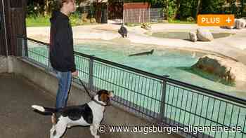 Der Hunde-Guide für Augsburg: Hier sind die Tiere willkommen