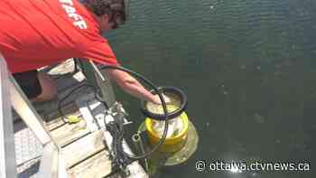 Traps to catch microfibres and garbage set up at Kingston marinas - CTV News Ottawa
