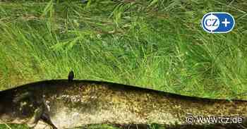 Angler fangen stattlichen Wels in der Aller bei den Dammaschwiesen in Celle - Cellesche Zeitung