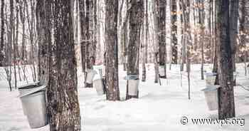 Vermont harvested more maple syrup in 2022 than any other year in the state's modern history - Vermont Public Radio