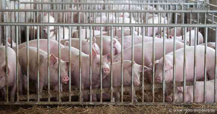 Grüne in Bayern fordern Ende der Massentierhaltung