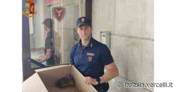 Vercelli: la Polfer salva un leprotto ferito sui binari - La Sesia | Cronaca