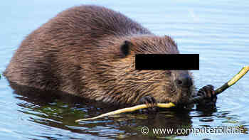 Offline-Nager: Biber nimmt halb Kanada vom Netz