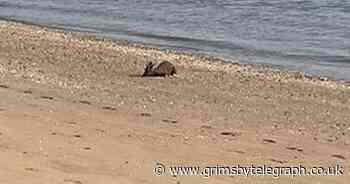 Deer spotted swimming and frolicking in the sun on Cleethorpes beach - Grimsby Live