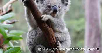 Project aims to 'rewild' protected koalas - Gloucester Advocate