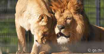 Zoos & Tierparks von Bonn bis Köln: Diese Wildparks und Zoos gibt es - General-Anzeiger Bonn