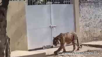 Tigre de bengala deambulando en la calle sorprende a habitantes de Tecuala, Nayarit (Video) - Proceso