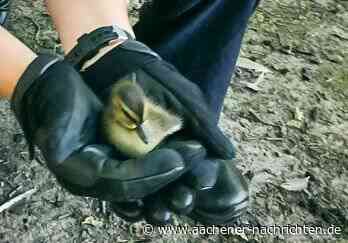 Tierische Rettungsaktion: Ente gut, alles gut – verirrte Entenfamilie am Aachener Dom gerettet