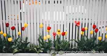 One in five of us are embarrassed by our gardens - Grimsby Live